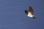 barn swallow