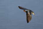 barn swallow