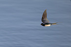 barn swallow