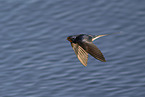 barn swallow