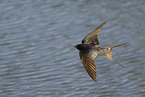 barn swallow