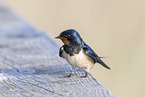 barn swallow