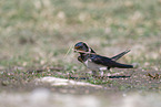 chimney swallow