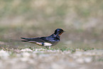 chimney swallow