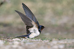chimney swallow