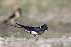 chimney swallow