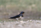 chimney swallow