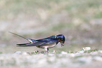 chimney swallow