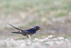 chimney swallow