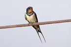 chimney swallow