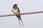chimney swallow