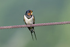 chimney swallow
