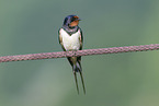 chimney swallow