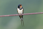 chimney swallow
