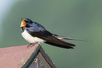 chimney swallow