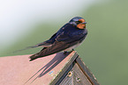 chimney swallow