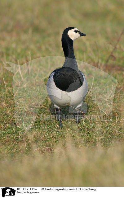 barnacle goose / FL-01114