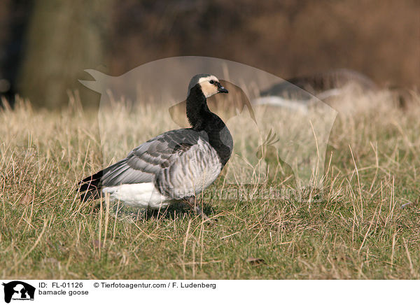 Weiwangengans / barnacle goose / FL-01126