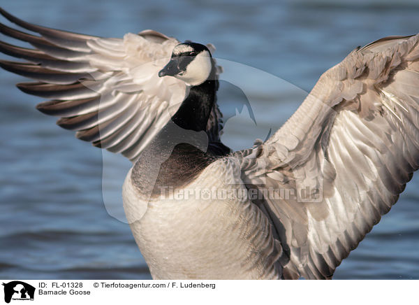 Weiwangengans / Barnacle Goose / FL-01328