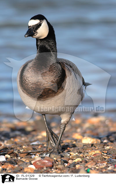 Weiwangengans / Barnacle Goose / FL-01329