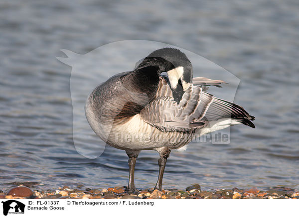 Weiwangengans / Barnacle Goose / FL-01337