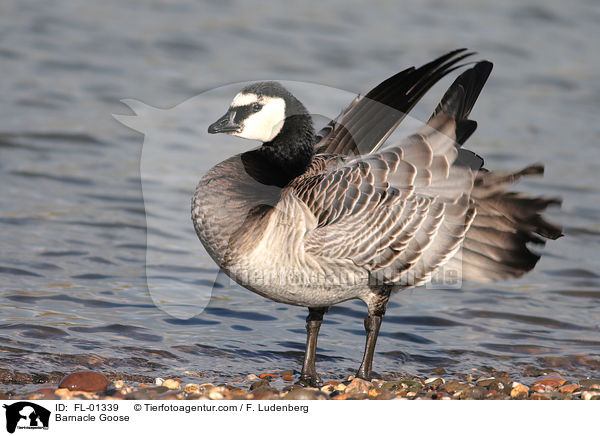 Weiwangengans / Barnacle Goose / FL-01339