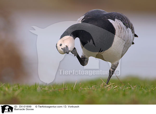 Weiwangengans / Barnacle Goose / DV-01699