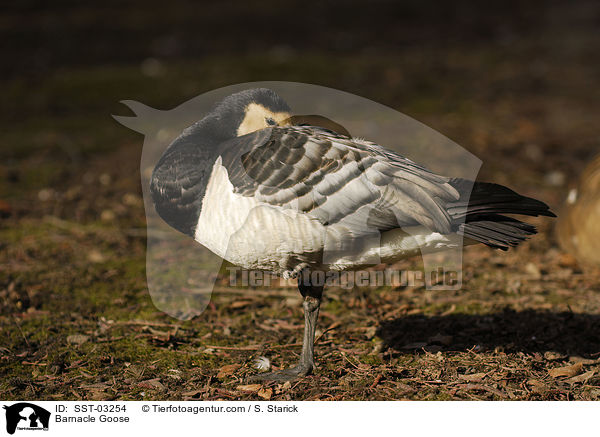 Weiwangengans / Barnacle Goose / SST-03254