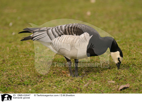 Nonnengans / barnacle goose / DMS-02647