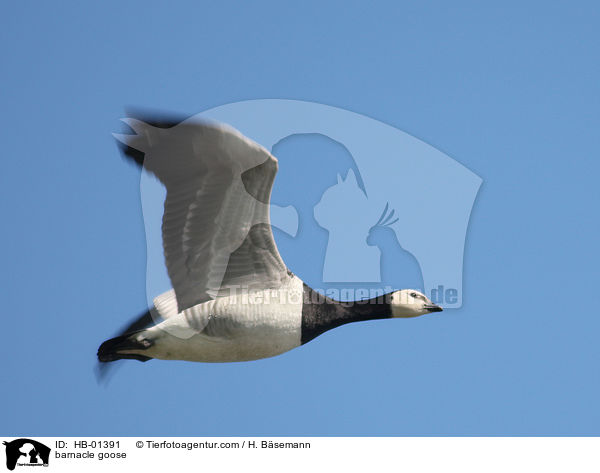 Nonnengans / barnacle goose / HB-01391