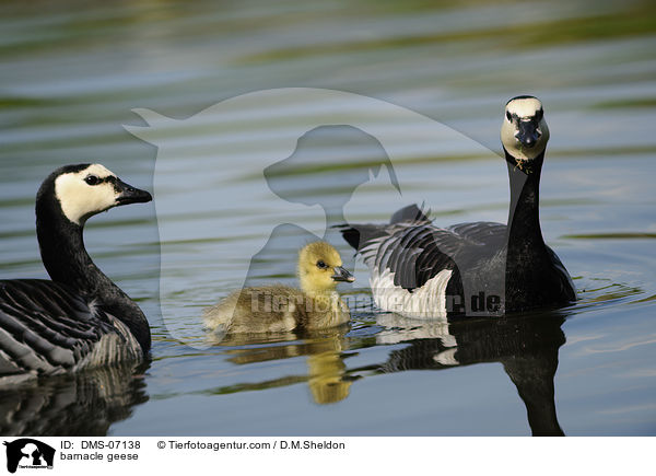 barnacle geese / DMS-07138