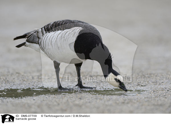 Nonnengans / barnacle goose / DMS-07709