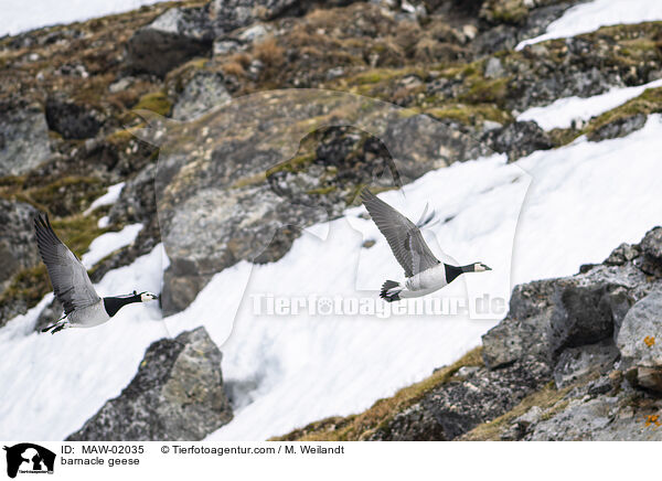 barnacle geese / MAW-02035
