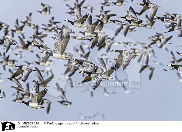 Nonnengans / barnacle goose / MBS-28629