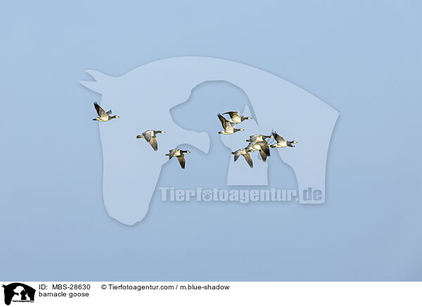 barnacle goose / MBS-28630