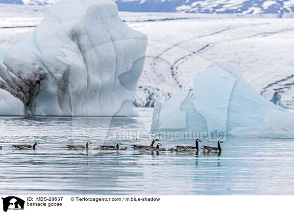 barnacle goose / MBS-28637