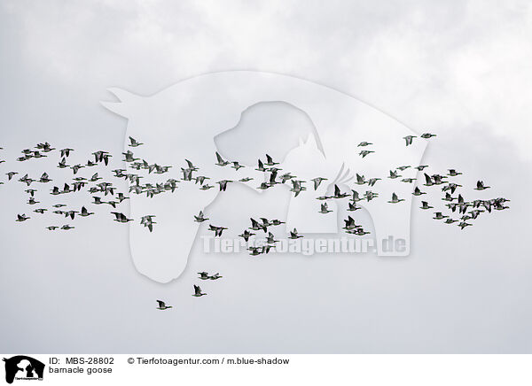 Nonnengans / barnacle goose / MBS-28802