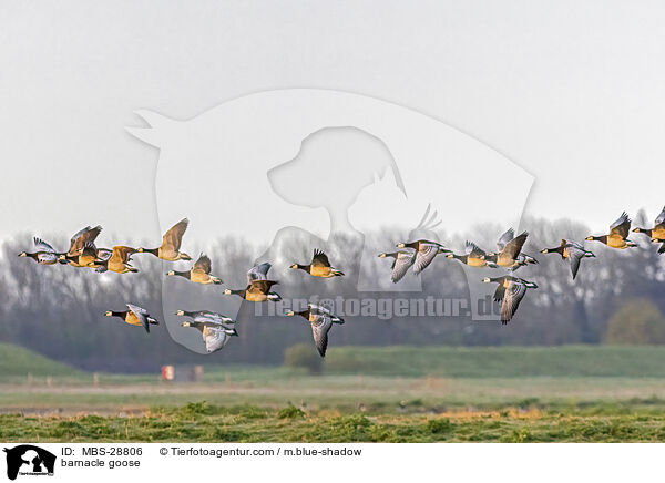 barnacle goose / MBS-28806