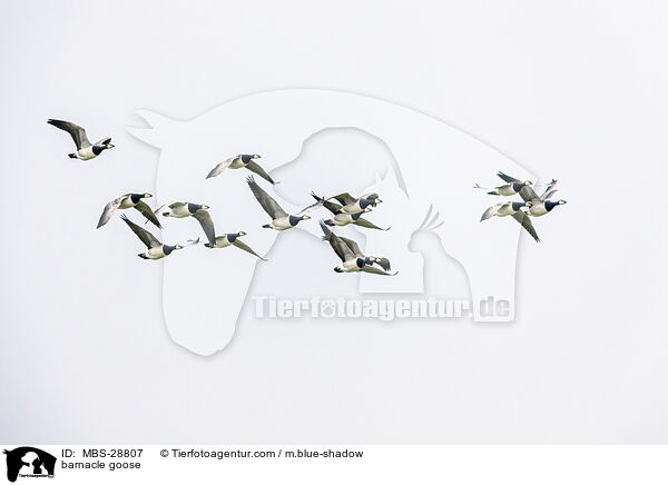 barnacle goose / MBS-28807