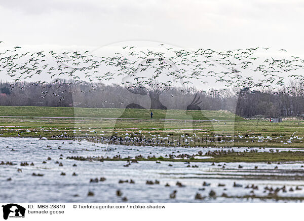 Nonnengans / barnacle goose / MBS-28810