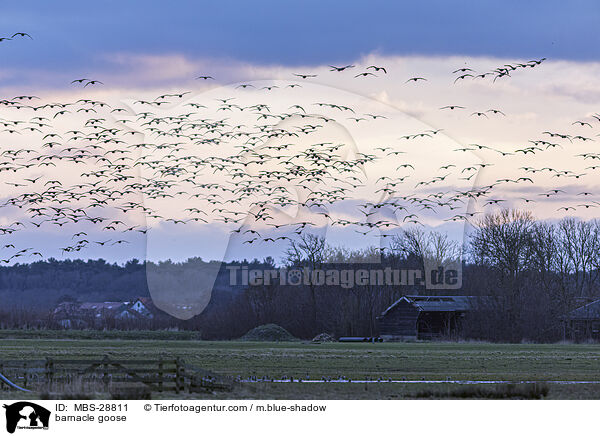 barnacle goose / MBS-28811