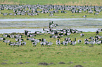 barnacle geese