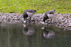 barnacle geese