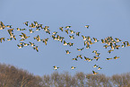 barnacle geese