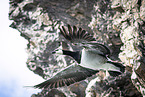 barnacle goose