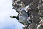 barnacle goose