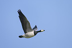 barnacle goose