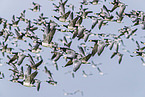 barnacle goose