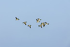 barnacle goose