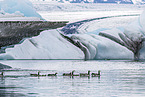 barnacle goose